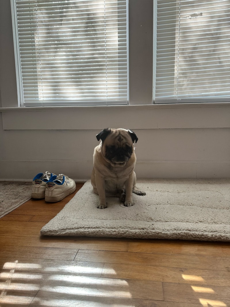 Sam the studio dog relaxing in the Austin studio